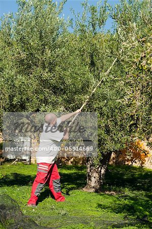 Traditional olive harvest, using poles and nets