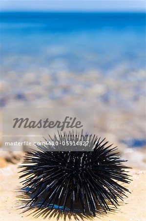 Sea urchin on rock with sea background