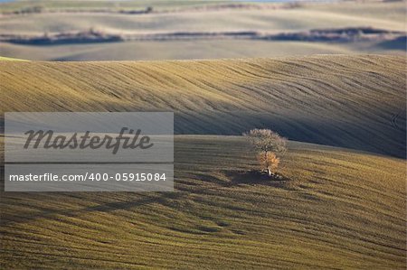 Lonely oak tree in the Tuscan countryside, San Quirico d'Orcia (Italy).