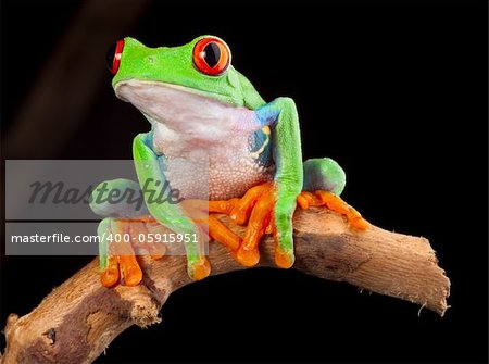 red eyed tree frog at night in tropical rainforest treefrog Agalychnis callydrias in jungle Costa Rica bright vivid colors