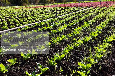 a field of green lettuce under the sun