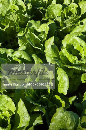 a field of green lettuce under the sun