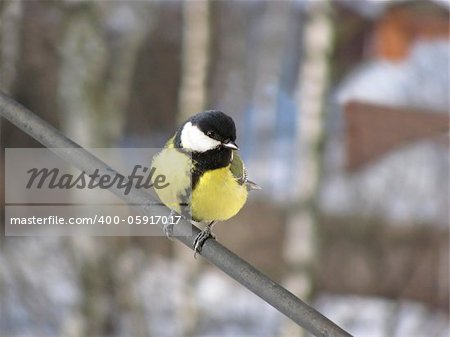 Great Tit (Parus major) on a perch