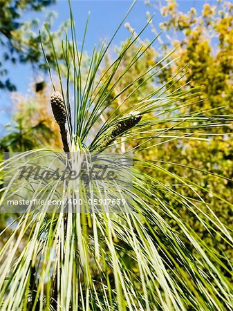 Close up of pine tree branch with beautiful natural background