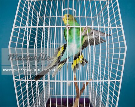 Flying Pet Bird in a cage