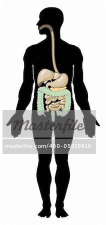 Vector illustration of digestive system. Separate layers