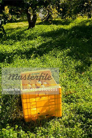 A lemon plantation with a crate filled with freshly picked fruit