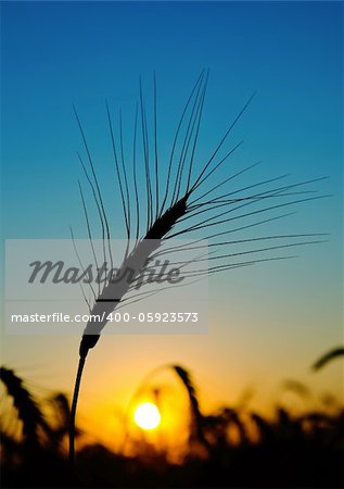 golden sunset over harvest field
