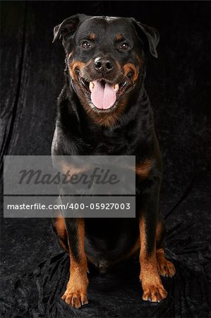 Pure bred rottweiler - on black background