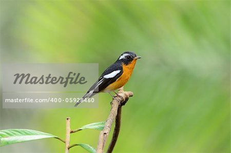 beautiful male mugimaki flycatcher (Ficedula mugimaki)