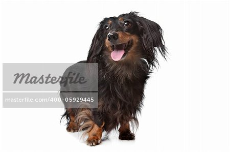 Dachshund in front of a white background