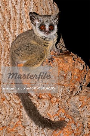 Nocturnal Lesser Bushbaby (Galago moholi) sitting in a tree, South Africa