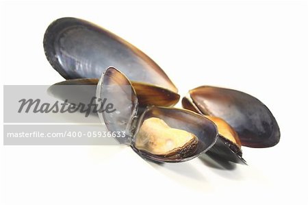 three fresh steamed Mussels on a white background