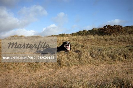 A border collie sitting in the long grass