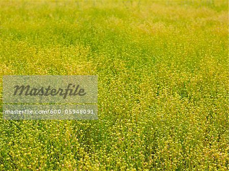 Champ de canola, Alberta, Canada