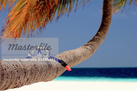 Snorkeling mask on palm tree at beach