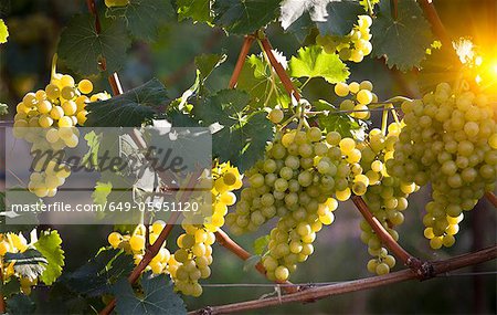 Close up of grapes on vine in vineyard