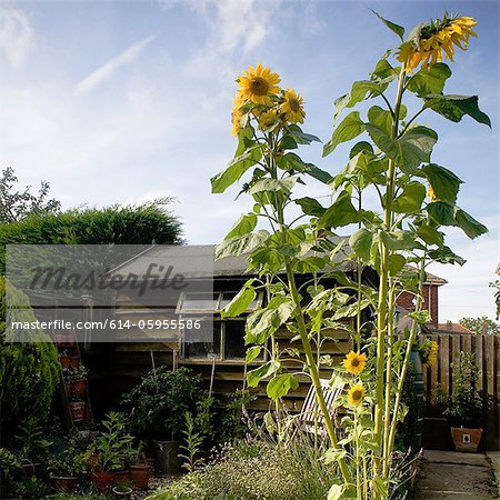 Tall sunflowers growing in garden