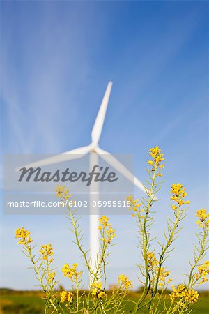 Oilseed rape and wind turbine