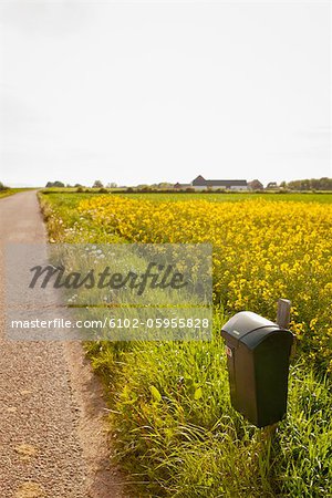 Oilseed rape field with mailbox