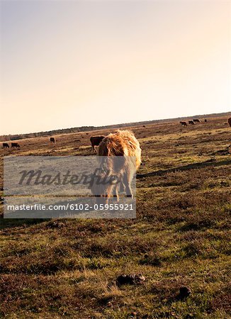 Cow grazing on heather