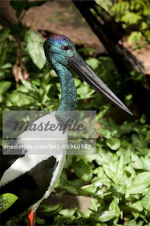 Black-necked stork (Ephippiorhynchus asiaticus), The Wildlife Habitat, Port Douglas, Queensland, Australia, Pacific