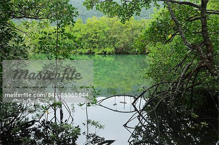 Mangrove forest, Daintree National Park, UNESCO World Heritage Site, Queensland, Australia, Pacific