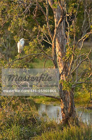 Great egret, Tyto Wetlands, Ingham, Queensland, Australia, Pacific