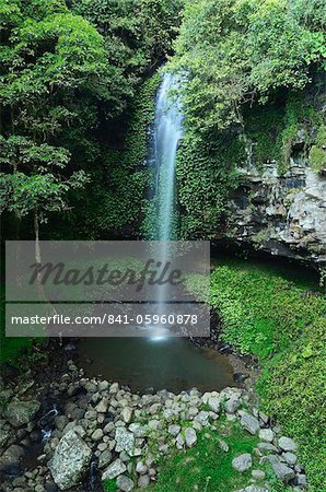 Cristal douche Falls, Parc National de Dorrigo, Nouvelle Galles du Sud, Australie, Pacifique