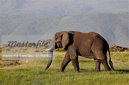L'éléphant d'Afrique (Loxodonta africana), le cratère de Ngorongoro, UNESCO World Heritage Site, Tanzanie, Afrique de l'est, Afrique