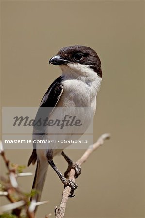 Pie-grièche fiscale (fiscal commun) (Lanius collaris), le cratère de Ngorongoro, Tanzanie, Afrique de l'est, Afrique