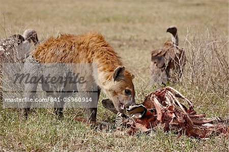 Spotted hyena (Crocuta crocuta) at the remains of a zebra kill, Tanzania, East Africa, Africa