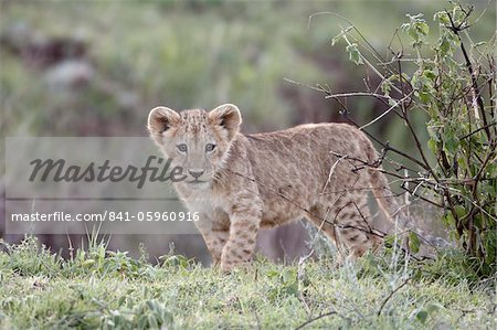 Cub Lion (Panthera leo), le cratère de Ngorongoro, Tanzanie, Afrique de l'est, Afrique