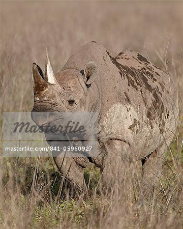 Schwarze Nashorn (Rhinoceros Haken-Lippen) (Diceros Bicornis), Ngorongoro Crater, Ostafrika, Tansania, Afrika