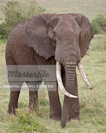 African elephant (Loxodonta africana) with large tusks, Ngorongoro Crater, UNESCO World Heritage Site,Tanzania, East Africa, Africa