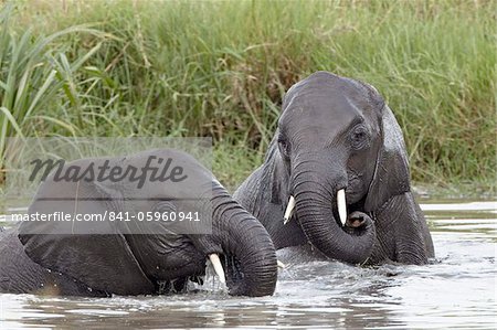 Zwei junge afrikanische Elefant (Loxodonta Africana) spielen am Wasser, Serengeti Nationalpark, UNESCO World Heritage Site, Tansania, Ostafrika, Afrika