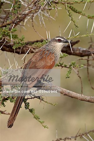 White-browed coucal (Centropus superciliosus), Serengeti National Park, Tanzania, East Africa, Africa