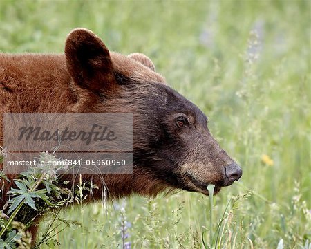 Ours noir cannelle (Ursus americanus) d'alimentation, Parc National Waterton Lakes, Alberta, Canada, Amérique du Nord