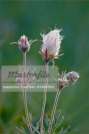 Prairie smoke (purple avens) (moustaches du vieil homme) (Benoîte orné long) (Geum triflorum), Parc National Waterton Lakes, Alberta, Canada, en Amérique du Nord