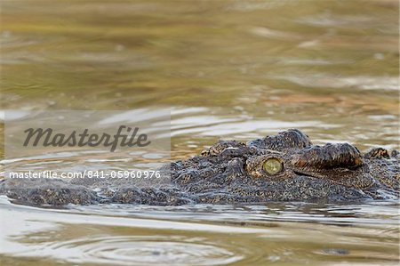 Crocodile du Nil (Crocodylus niloticus) piscine, Parc National du Serengeti en Tanzanie, Afrique de l'est, Afrique