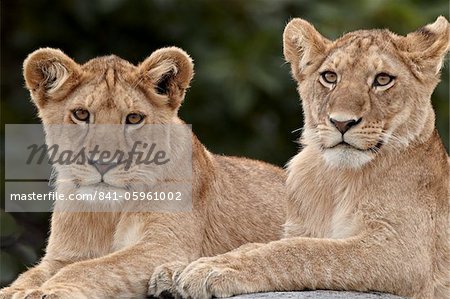 Deux lion (Panthera leo) oursons, Parc National du Serengeti en Tanzanie, Afrique de l'est, Afrique