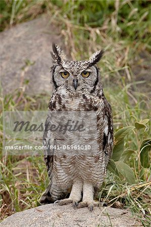 Spotted eagle owl (Bubo africanus) with its eyes open, Serengeti National Park, Tanzania, East Africa, Africa
