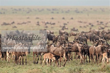 Gnou Bleu (bringé gnu) (Connochaetes taurinus) troupeau, Parc National du Serengeti en Tanzanie, Afrique de l'est, Afrique