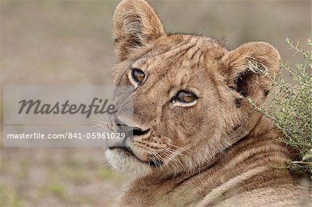 Lion (Panthera leo) cub, Parc National du Serengeti en Tanzanie, Afrique de l'est, Afrique