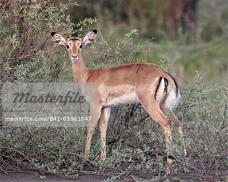 Female impala (Aepyceros melampus), Serengeti National Park, Tanzania, East Africa, Africa