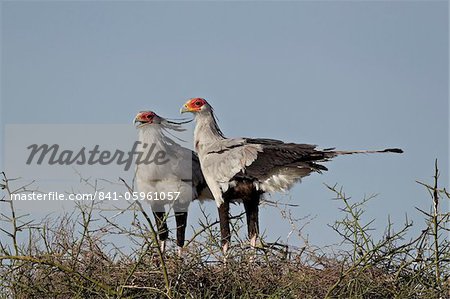 Secretarybird (Sagittarius serpentarius) pair atop their nest, Serengeti National Park, Tanzania, East Africa, Africa