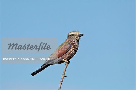 Rufus gekrönten Walze (lila Rolle) (Coracias Naevia), Krüger Nationalpark, Südafrika, Afrika