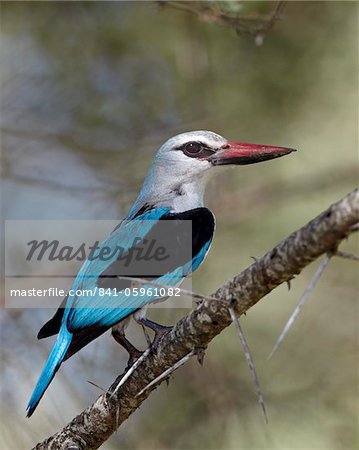 Martin-chasseur des bois (Halcyon senegalensis), Parc National de Kruger, Afrique du Sud, Afrique