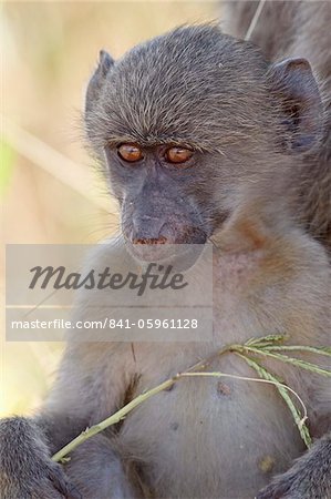 Young Chacma baboon (Papio ursinus), Kruger National Park, South Africa, Africa