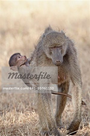 Infant Chacma baboon (Papio ursinus) climbing up on its mother's back, Kruger National Park, South Africa, Africa